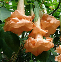 Brugmansia Angels Flight