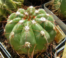 Notocactus arechavaletai var. rivera WRA 101