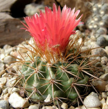 Parodia idiosa