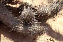 Haageocereus decumbens