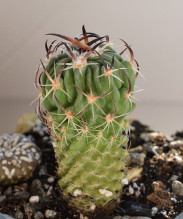 Echinofossulocactus sp. z oblasti Ixmiquilpan CH 427