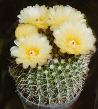 Notocactus apricus