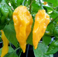 Fatalii yellow