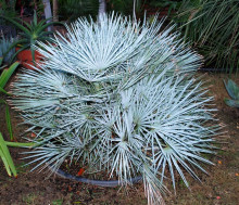 Palma Chamaerops humilis var. cerifera