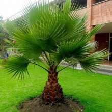 Palma Washingtonia filifera