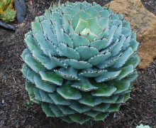 Agave potatorum