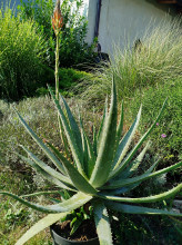 Aloe vera – Aloe pravá