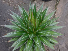 Agave impressa