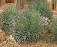 Agave striata subsp. falcata