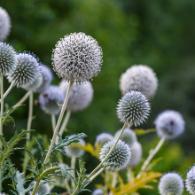 Echinops sphaerocephalus – Bělotrn kulatohlavý