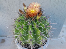 Kaktus Ferocactus towsendianus