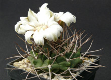 Kaktus Gymnocalycium sp. Salsacate