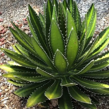 Agave univittata Center Stripe Agave