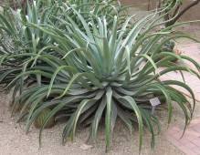 Agave vilmoriniana Octopus Agave