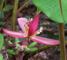 Musa mannii