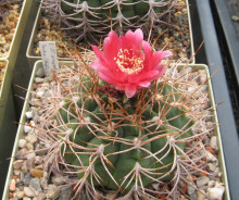 Gymnocalycium tillianum