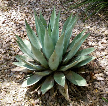 Agave Havardiana