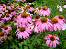 Echinacea Purpurea - Třapatka nachová