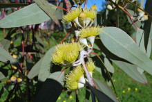 Eucalyptus citriodora