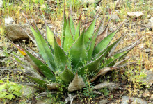 Agave Montana