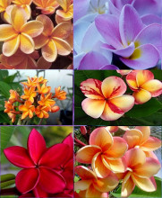 Plumeria Frangipani mix barev