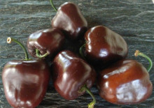 Rocoto Chocolate