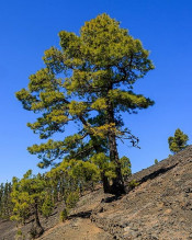 Borovice kanárská (Pinus canariensis)