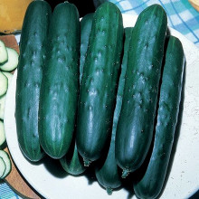 Lungo Verde Degli Ortolani