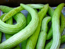 Tortarello Verde Barese