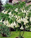 řízek Brugmansia Arborea - Andělská trumpeta 