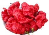 Chilli Jay’s Red Ghost Scorpion Balení obsahuje 10 semen