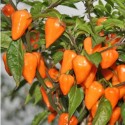 Chilli Orange Lantern Balení obsahuje 10 semen