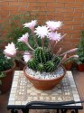 Kaktusy Echinopsis směs různých druhů Balení obsahuje 10 semen