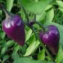 Chilli Mr. Purple Balení obsahuje 10 semen