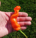 Chilli Peter Orange Balení obsahuje 10 semen