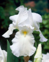 sazenice Kosatec německý bílý - Iris germanica white 