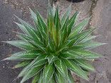 Sazenice Agave impressa velikost růžice 2-3 cm