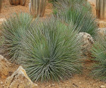 Sazenice Agave striata subsp. falcata výška růžice 3-4 cm