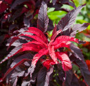 Amaranthus bicolor - Molten Fire Balení obsahuje 50 semen