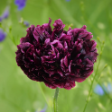 Mák setý - Black Paeony / Midnight Balení obsahuje 150 semen