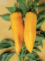 Paprika Corno Di Toro Giallo Balení obsahuje 30 semen