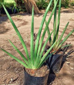 Dracena pearsonii Balení obsahuje 10 semen