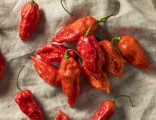 Chilli Jolokia Bhut Red  Balení obsahuje 10 semen