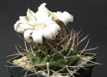 Kaktus Gymnocalycium sp. Salsacate Balení obsahuje 20 semen