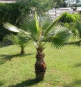 Sazenice Palma Washingtonia robusta 4-5první listy velikost cca 30 cm