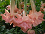 řízek Brugmansia Daydreams - Andělská trumpeta 