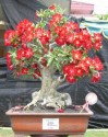 ♣ 10 x sazenice Adenium Obesum - mix semen vel. 10-12 cm Zvýhodněná nabídka