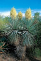 Sazenice Yucca rigida 