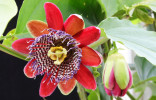 Sazenice Passiflora alata - Mučenka křídlatá Velikost 15-20 cm