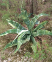 Sazenice Agave marmorata velikost růžice 3-5 cm